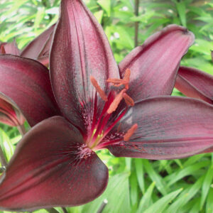 Asiatic Lily, Landini