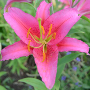 Oriental Lily, Mount Cook