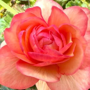 Begonia, Splendide Ballerina Apricot