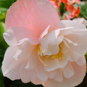 Fragrant Begonia, Odorata Angelique