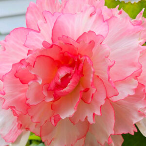 Double Begonia, Bouton De Rose