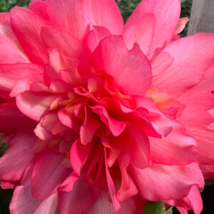 Fragrant Begonia, Odorata Pink Delight