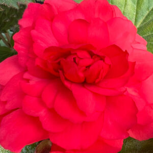 Fragrant Begonia, Odorata Red Glory