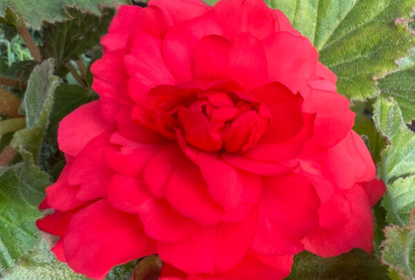 Fragrant Begonia, Odorata Red Glory