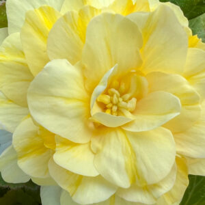 Fragrant Begonia, Odorata Sunny Dream