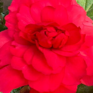 Begonia, Superba Red