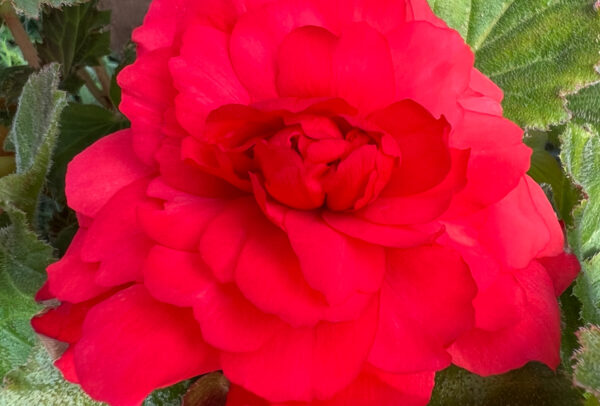Begonia, Superba Red