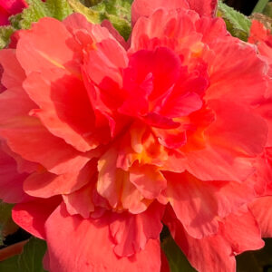 Begonia, Superba Salmon