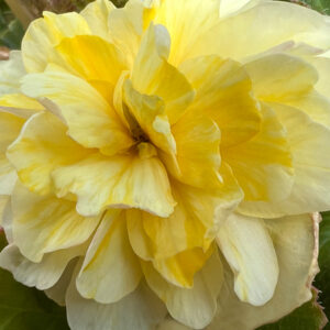 Begonia, Superba Yellow