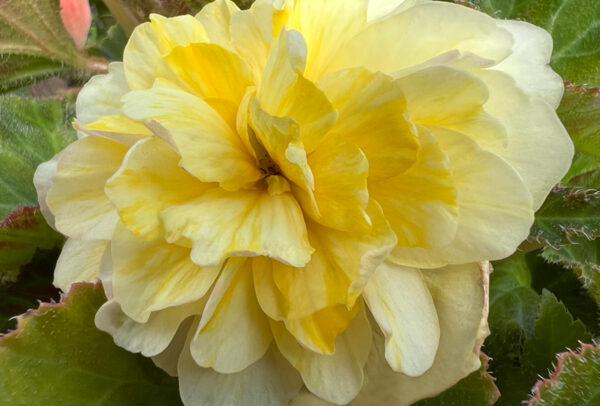 Begonia, Superba Yellow