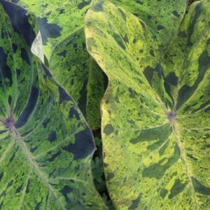 Elephant Ear, Colocasia Mojito - STRONGLY DEER RESISTANT AND REPELLENT