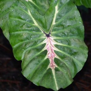 Elephant Ear, Colocasia White Lava - STRONGLY DEER RESISTANT AND REPELLENT