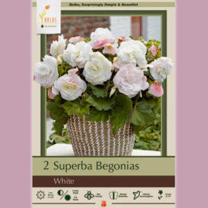 Begonia, Superba White