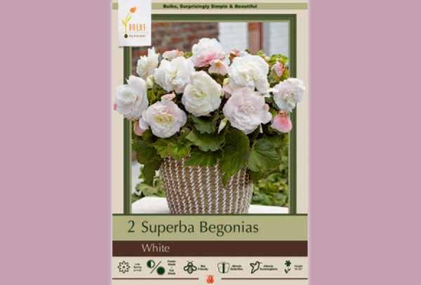 Begonia, Superba White