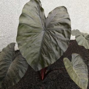 Elephant Ear, Colocasia Diamond Head - STRONGLY DEER RESISTANT AND REPELLENT