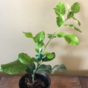 Citrus Tree, Kaffir Lime (Shipping Included)