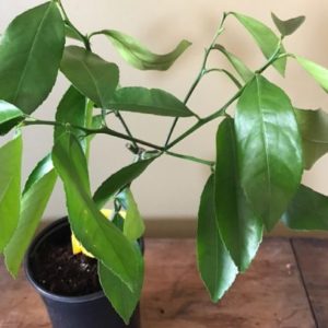 Citrus Tree, Meyer Lemon (Shipping Included)