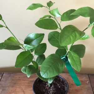 Citrus Tree, Persian Lime (Shipping Included)