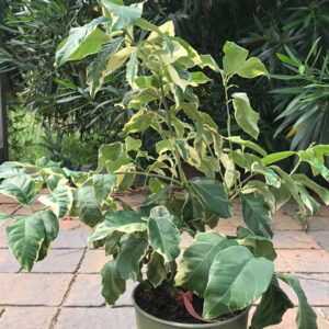 Citrus Tree, Variegated Pink Lemon (Shipping Included)