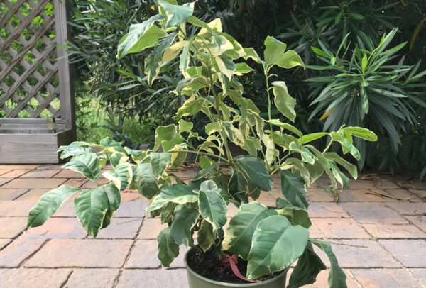 Citrus Tree, Variegated Pink Lemon (Shipping Included)