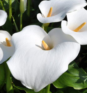 Gant Whte Calla Lly, Flower Bulbs, Perennal, Aethopca, Calla Lly