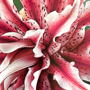 Oriental Double Lily, Magic Star