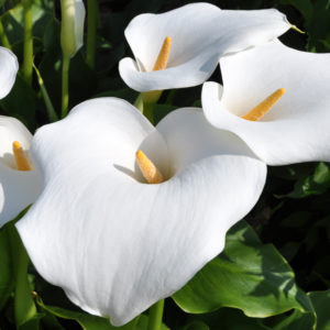 Aeromatic Calla Lily, Aethiopica - 1 Bulb