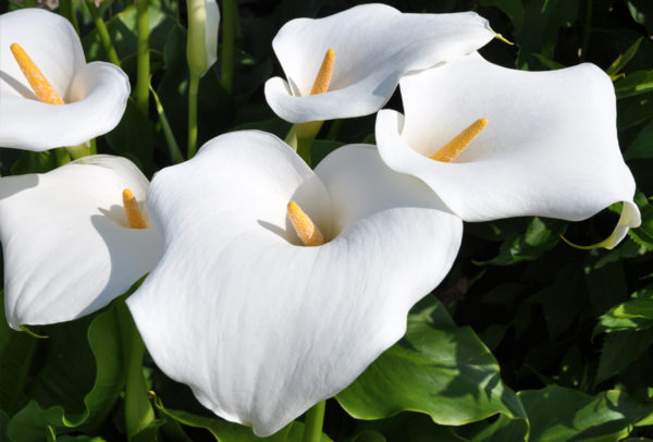 Aeromatic Calla Lily, Aethiopica - 1 Bulb