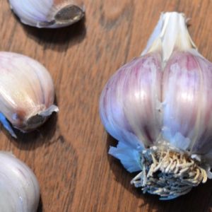 Porcelain Garlic, Georgian Fire - 4 oz