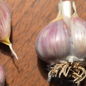 Porcelain Garlic, Leningrad - 4 oz