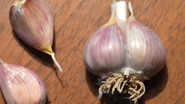 Porcelain Garlic, Leningrad - 4 oz