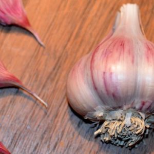 Purple Striped Garlic, Shatili - 4 oz