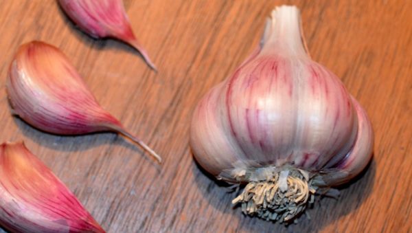 Purple Striped Garlic, Shatili - 4 oz