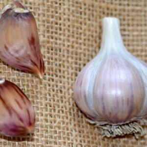 Marbled Purple Striped Garlic, Siberian - 4 oz