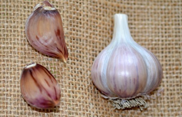 Marbled Purple Striped Garlic, Siberian - 4 oz