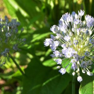Allium, Caesium