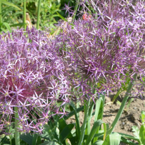 Allium, Christophii