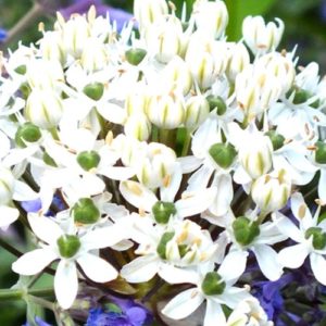 Allium, Nigrum