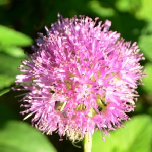 Allium, Carolinianum Rosy Beauty
