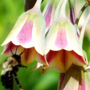 Allium Siculum Bulgaricum