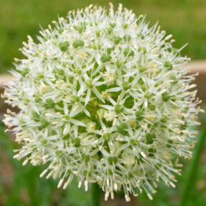 Allium, Stipitatum White Giant