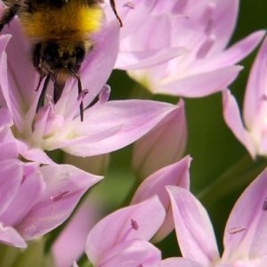 Allium Unifolium - An American Native