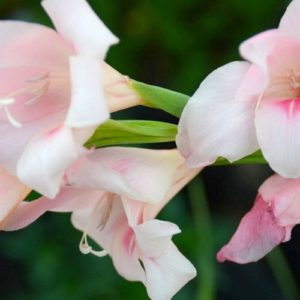 Winter Hardy Gladiola, Nanus Charming Beauty - 8 Corms