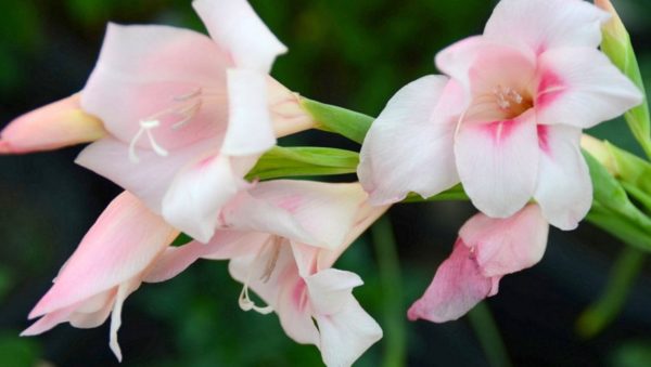 Winter Hardy Gladiola, Nanus Charming Beauty - 8 Corms