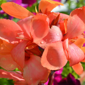 Canna Lily, Happy Wilma - 2 Bulbs