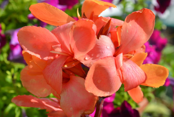 Canna Lily, Happy Wilma - 2 Bulbs