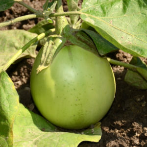 Eggplant, Apple Green