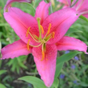 Oriental Lily, Lake Carey