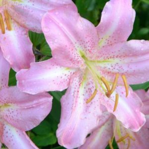 Oriental Lily, Josephine