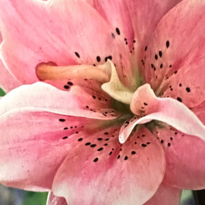 Asiatic Double Lily, Elodie